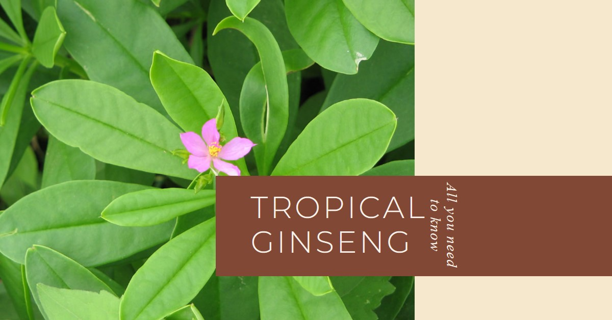 Tropical Ginseng
