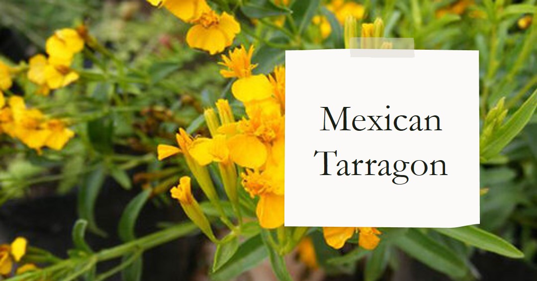 Mexican Tarragon