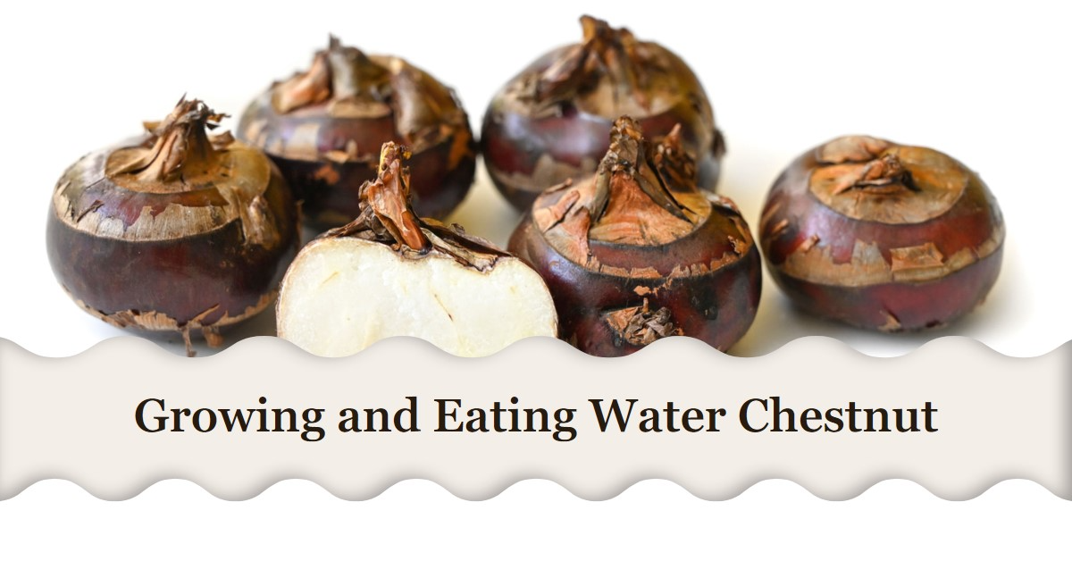 Water Chestnuts