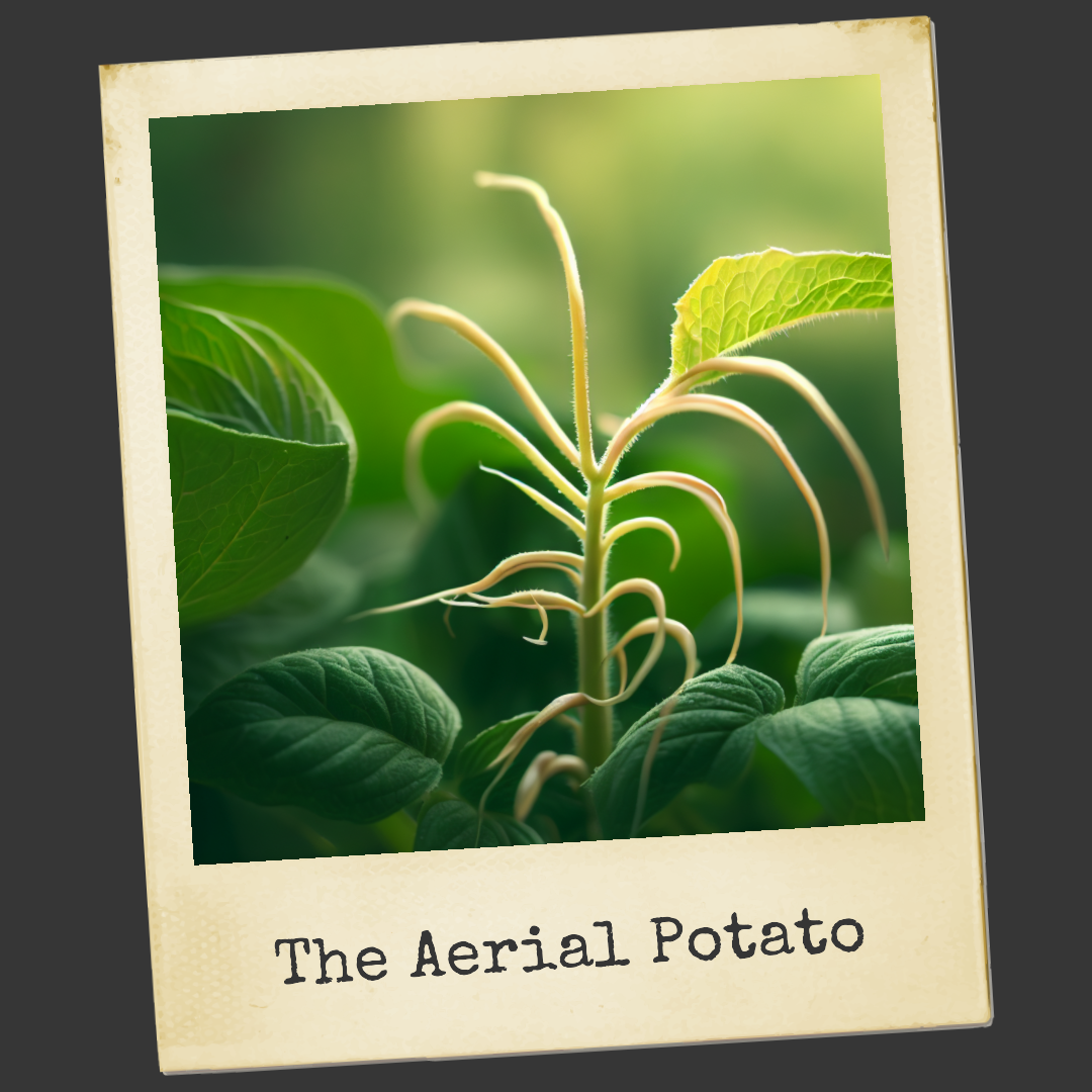 Aerial Potato